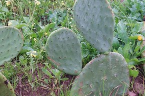 cactusmaroc